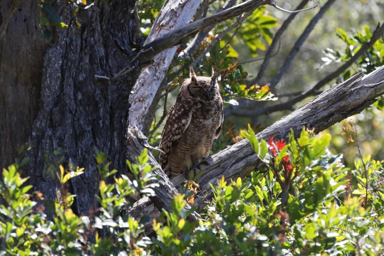 The Wood Owl Nature'S Valley Natureʼs Valley Exterior foto